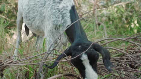 Goat-eating-grass-outdoors,-goats-are-member-of-the-Bovidae-family-of-animals,-natural-environment-during-clear-weather-day,-domesticated-animals-concept