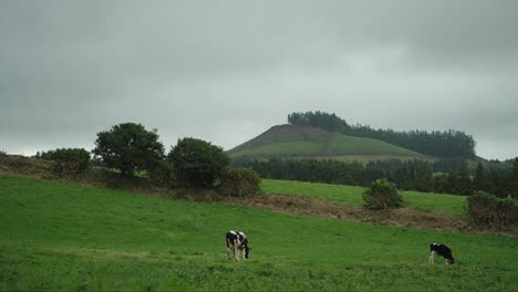 Zwei-Schwarz-weiße-Kühe-Grasen-Auf-Den-Grünen-Weiden-Der-Azoren,-São-Miguel