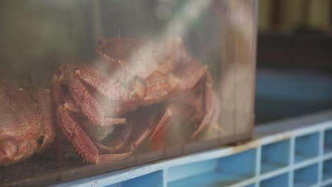 Nahaufnahme-Einer-Roten-Krabbe-Im-Tank-Mit-Reflexionen-Von-Vorbeigehenden-Menschen-Auf-Dem-Hakodate-Asaichi-Morgenmarkt