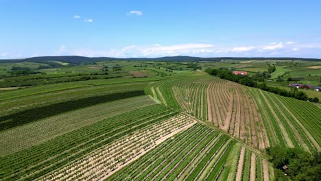Cultivated-Wine-Grapes-Growing-On-Field-In-Poysdorf,-Austria---aerial-panoramic