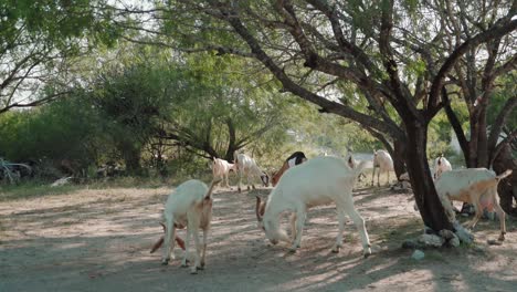 Herd-of-goats,-members-of-the-Bovidae-family-of-animals,-moving-in-their-natural-environment-during-sunshine-day,-domesticated-animals-concept