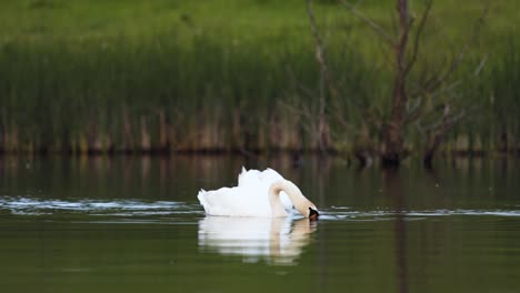 Un-Par-De-Cisnes-Mudos-Blancos-Comiendo-En-Un-Lago-Tranquilo-Reflejo-Con-Fondo-Verde