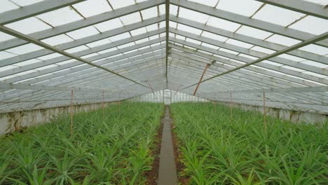 Azoren-Ananas-Gewächshaus:-Fesselnde-Aufnahme-Des-Anbauprozesses