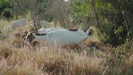 Herd-of-goats,-members-of-the-Bovidae-family-of-animals,-moving-and-eating-grass-in-their-natural-environment-during-sunshine-day,-bush-vegetation,-domesticated-animals-concept
