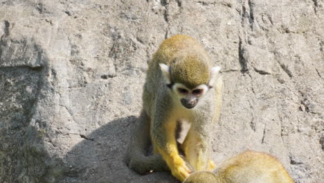 A-squirrel-monkey-scratches-and-grooms-its-tail-in-the-Seoul-Grand-Park-Zoo