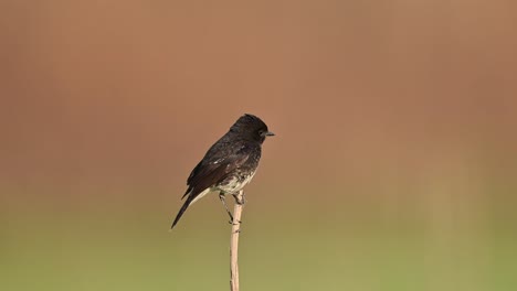 Pied-bush-Chat-Bird-on-perch-in-morning-With-beautiful-blurred-Background