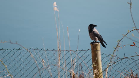 Hooded-crow-bird-perched-on-top-of-a-wooden-post-near-a-body-of-water,-a-wire-fence,-and-a-lake-in-the-background