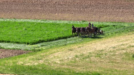 Aerial-tracking-shot-of-Amish-farmer-with-horses-working-on-agricultural-grass-field-in-summer