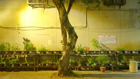 Warped-tree-in-small-dirt-patch-in-front-of-potted-seedlings-in-asia-at-night
