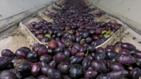 Close-up-footage-of-ripe-olives-on-the-production-line-at-an-olive-oil-factory