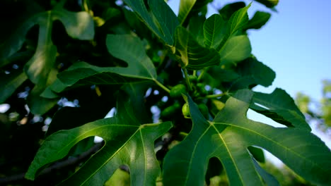 Bilder-Von-Früchten-An-Einem-Grünen,-Unreifen-Feigenbaum