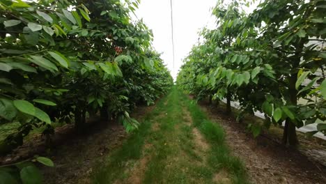 Drone-flying-through-a-cherry-farm-covered-with-a-net-to-protect-the-trees