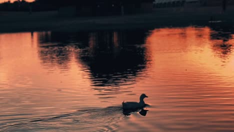 a-swam-swimming-in-the-middle-of-the-pond-during-sunset,-Gorgeous-silhouette-of-a-swan-againts-the-sunset-on-the-shores-of-the-upper-jaipur-Lake-India