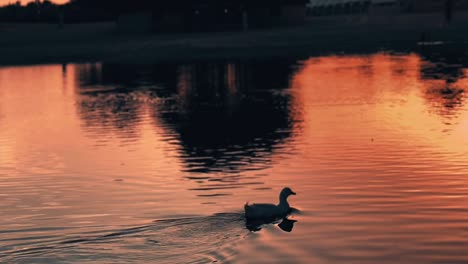 Nadando-En-Medio-Del-Estanque-Durante-La-Puesta-De-Sol,-Hermosa-Silueta-De-Un-Cisne-Contra-La-Puesta-De-Sol-En-Las-Orillas-Del-Lago-Superior-De-Jaipur,-India