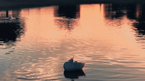 Schwan-Bei-Sonnenuntergang,-Wunderschöne-Silhouette-Eines-Schwans-Gegen-Den-Sonnenuntergang-Am-Ufer-Des-Oberen-Jaipur-Sees-In-Indien