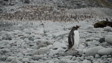 Pingüino-Solitario-Lejos-Del-Resto-De-La-Colonia,-En-Algún-Lugar-De-Una-Playa-En-La-Antártida