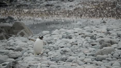 Penguin-stumbles-over-rocks-on-a-beach,-with-big-colony-in-the-background