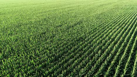 Diagonale-Reihen-Von-Maisfeldern-In-Mckinney,-Texas,-Die-Langsam-über-Eine-Farm-Fliegen