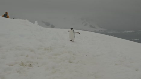 Divertido-Pingüino-Salta-Sobre-La-Nieve-Y-Alrededor-De-Los-Turistas-En-La-Antártida