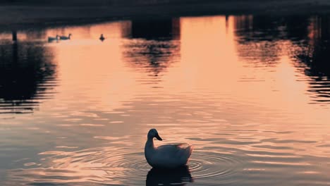 Cisne-Solitario-Nadando-Junto-Al-Sol-Naciente,-Hermosa-Silueta-De-Un-Cisne-Contra-La-Puesta-De-Sol-En-Las-Orillas-Del-Lago-Superior-Jaipur,-India