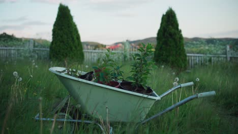 Plants-In-A-Wheelbarrow-In-Rural-Backyard---static