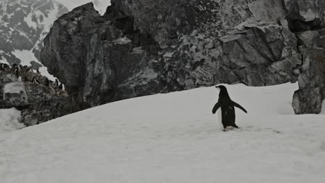 Wir-Folgen-Einem-Pinguin,-Der-Im-Eiskalten-Winter-Einen-Hügel-Hinaufsteigt,-Um-Seine-Kolonie-Zu-Erreichen