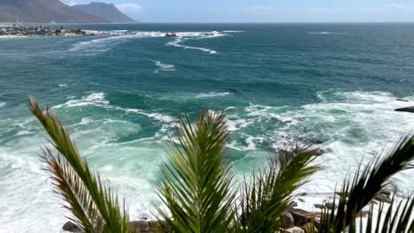 shallow-depth-focus-of-palm-leaf-and-the-blue-oceans-water,-the-coast-of-South-Africa,-Wild-beauty-of-the-sea,-View-from-Robben-Island,-South-Africa