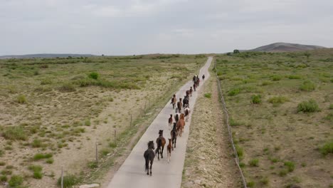 Herd-of-beautiful-horses-trotting-along-a-road-in-a-steppe-landscape