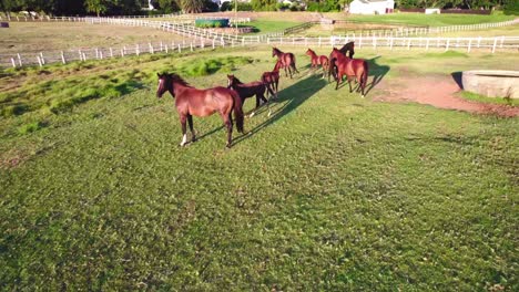 Aerial-camera-follow-the-Pasture-of-houses