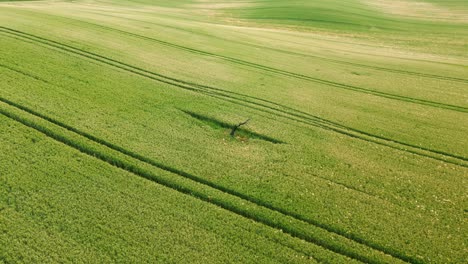 Green-field-with-solitary-single-tree-in-the-middle,-aerial-rotational