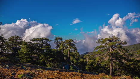 Billowing-cloudscape-above-cypress-trees-and-forest-on-Cyprus---time-lapse