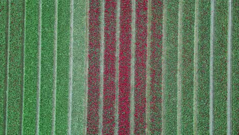 Tulip-Field-Emmeloord,-Netherlands.-symmetrical-descending-flight