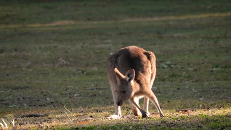 Eastern-Grey-kangaroo-feeding-in-morning-sunshine,-Coombabah-Lake-Conservation-Park,-Gold-Coast,-Queensland