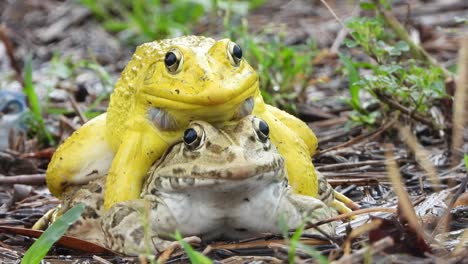 yellow-frog--matting-yes-