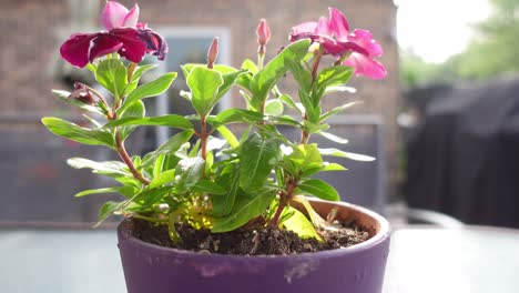 Flower-pot-with-vinca-flower-in-the-wind