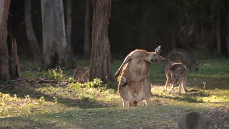 Large-male-Eastern-Grey-kangaroo-scratching,-Coombabah-Lake-Conservation-Park,-Gold-Coast,-Queensland