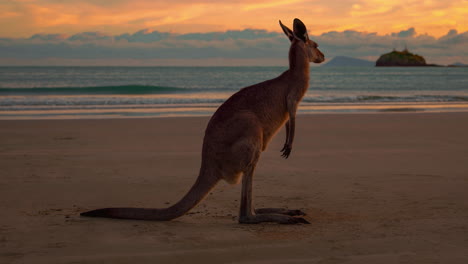 Cinemagraph-seamless-video-loop-wild-kangaroo-wallaby-on-a-sandy-beach-sea-waves-at-Cape-Hillsborough-National-Park,-Queensland