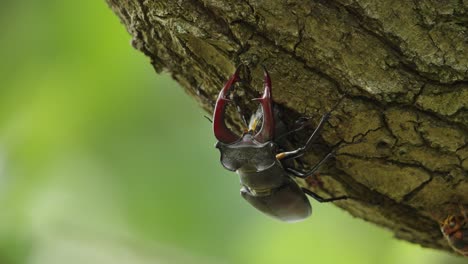Pair-of-Stag-Beetles-Mating-Hanging-on-Tree-Trunk-and-Hornet-Foraging-Crawling-on-Oak-Bark---macro