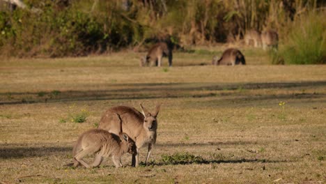 Eastern-Grey-kangaroos-feeding-in-morning-sunshine,-Coombabah-Lake-Conservation-Park,-Gold-Coast,-Queensland