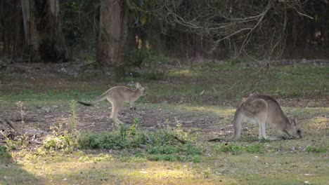 Madre-Canguro-Gris-Oriental-Con-Joey,-Parque-De-Conservación-Del-Lago-Coombabah,-Costa-Dorada,-Queensland