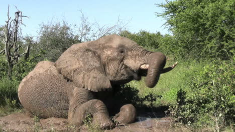 African-Elephant-in-Mud,-Cooling-and-Bathing-on-Hot-Day