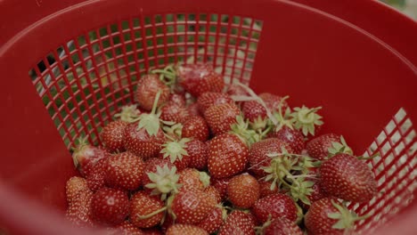 Füllen-Sie-Einen-Roten-Plastikeimer-Mit-Frisch-Gepflückten-Erdbeeren-Im-Garten,-Dann-Holt-Eine-Hand-Eine-Schlechte-Frucht-Heraus