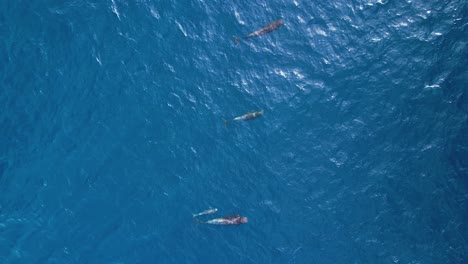 Swimming-pilot-whales-in-azure-blue-ocean-breaking-surface-to-breathe