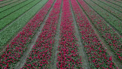 Campo-De-Tulipanes-Emmeloord,-Países-Bajos.-Tiro-De-Apertura