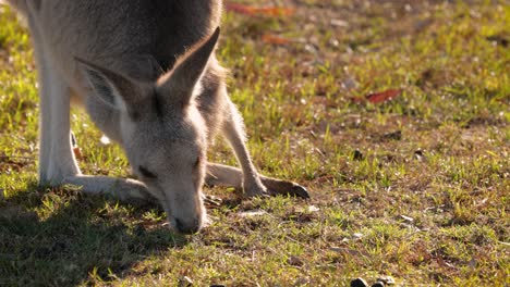 Eastern-Grey-kangaroo-feeing-in-morning-sunlight,-Coombabah-Lake-Conservation-Park,-Gold-Coast,-Queensland