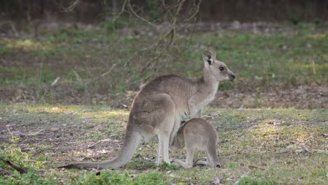 Madre-Canguro-Gris-Oriental-Con-Joey-Tratando-De-Entrar-En-La-Bolsa,-Parque-De-Conservación-Del-Lago-Coombabah,-Costa-Dorada,-Queensland