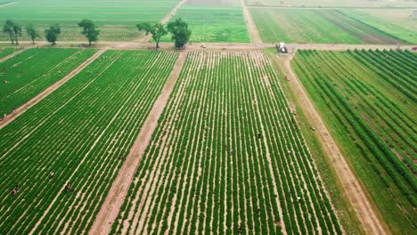 wide-aerial-of-big-plantation-of-strawberries-field