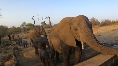 Herde-Afrikanischer-Elefanten-Mit-Kälbern-Nähert-Sich-Dem-Außenbecken-Und-Dem-Trinkwasser