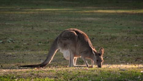 Eastern-Grey-kangaroo-showing-bulge-in-pouch-feeding-in-morning-sunshine,-Coombabah-Lake-Conservation-Park,-Gold-Coast,-Queensland