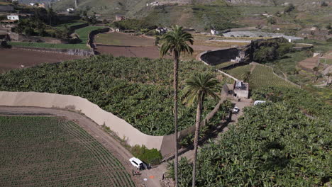 Aerial-view-in-a-circle-and-at-a-medium-distance-over-the-tallest-palm-trees-in-the-Canary-Islands-and-surrounded-by-large-banana-crops